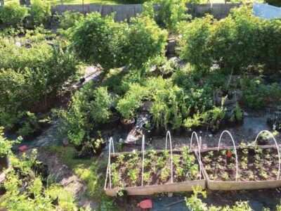 How I Started a Small Suburban Farm Image